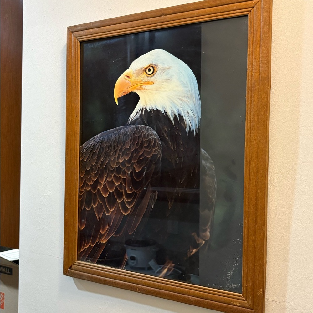 Framed Bald Eagle Art Print